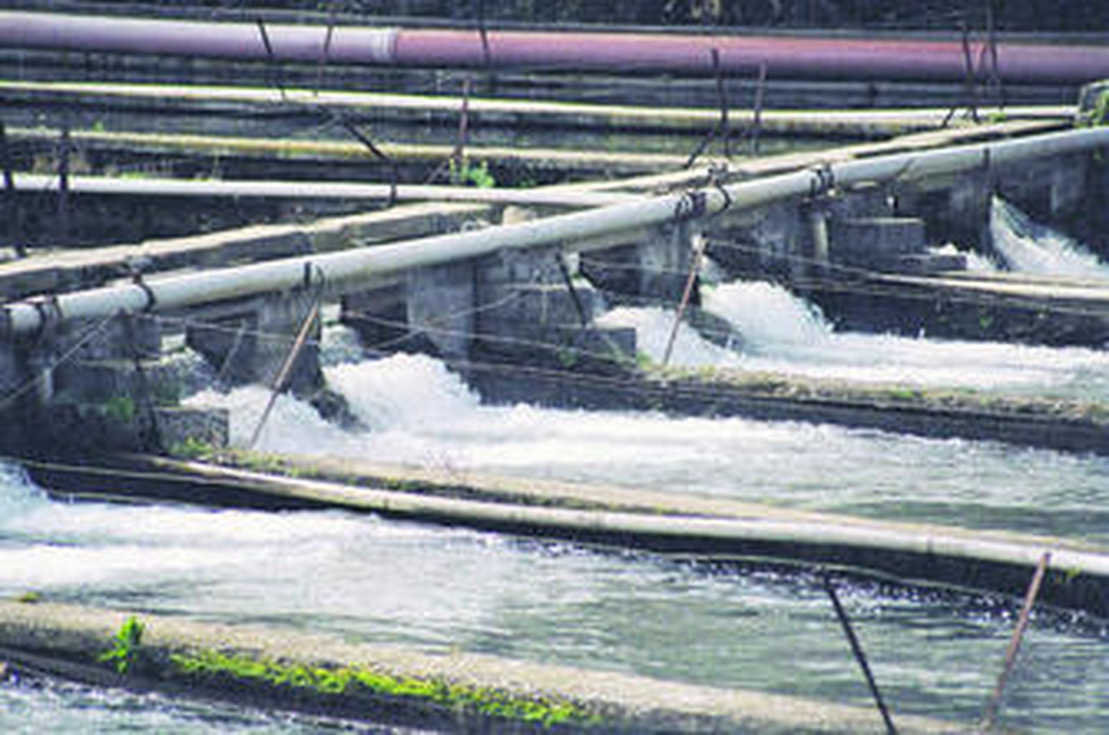 El nuevo caviar ya ha sido calificado por expertos cocineros como uno de los mejores del mundo.