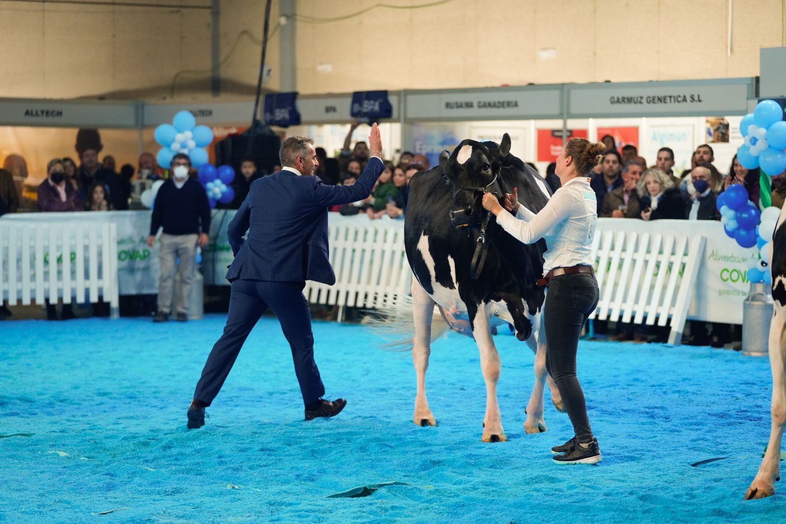 La elección de la Vaca Gran Campeona de Dos Torres, en fotografías