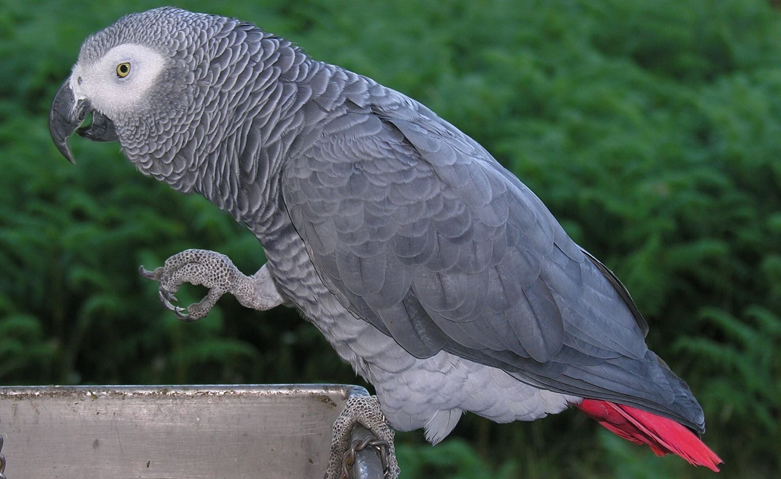 Un ejemplar de loro Yaco.