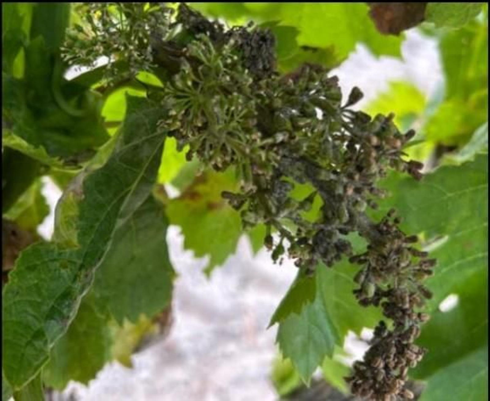 Imagen de un racimo de una viña de Jerez afectado por mildiu durante la fase de cuajado