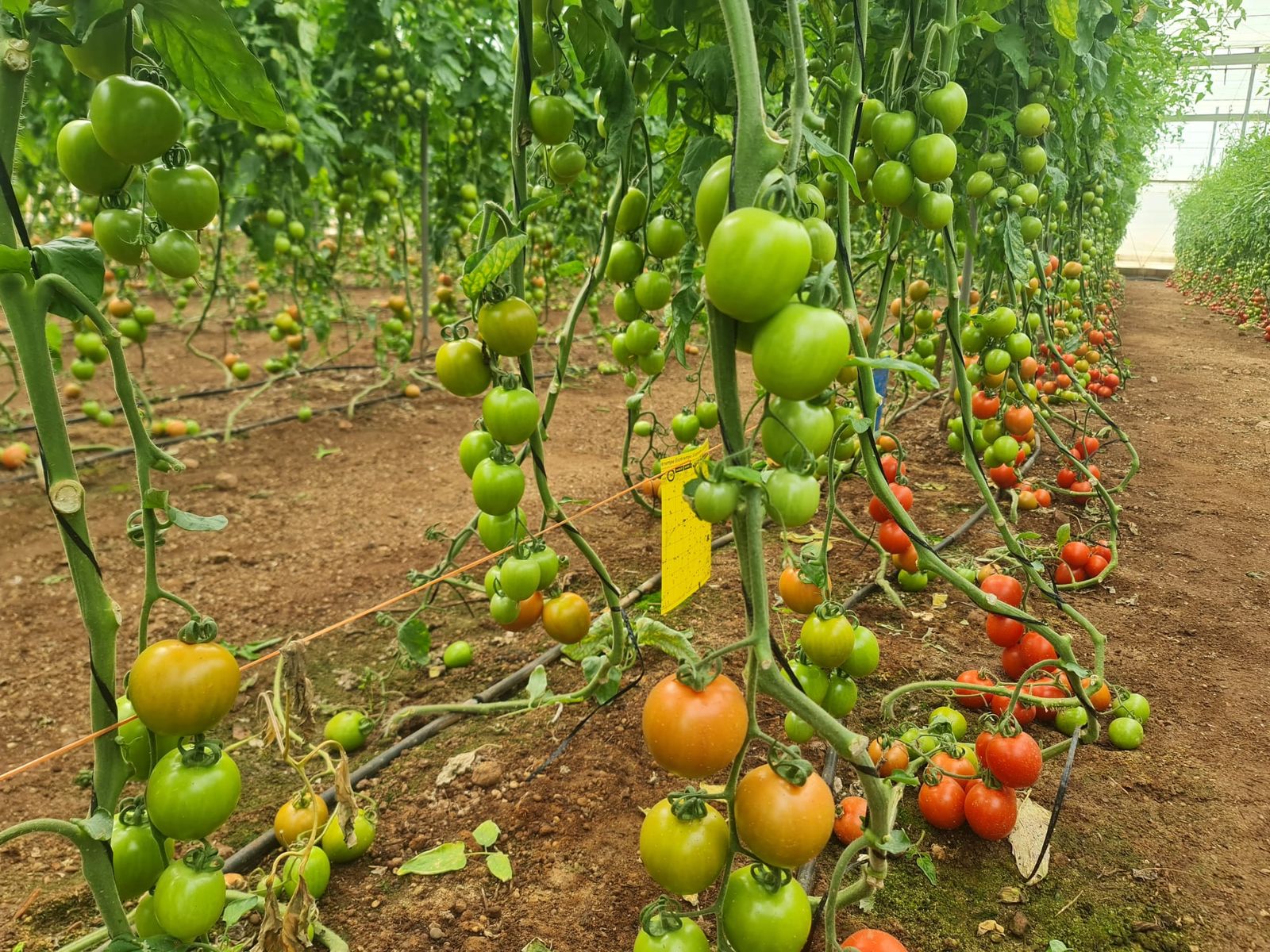 Tomate pera Panoramix.