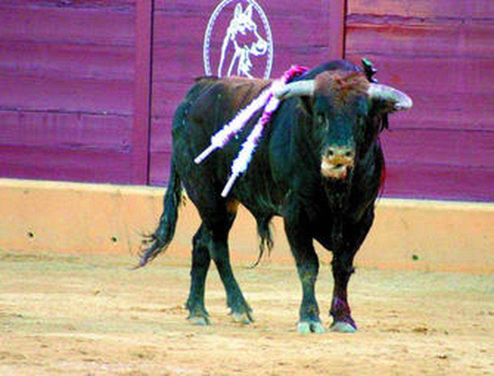 'Labrador', el toro de Fuente Ymbro indultado en la tarde de ayer en la corrida de la Piel en Ubrique.