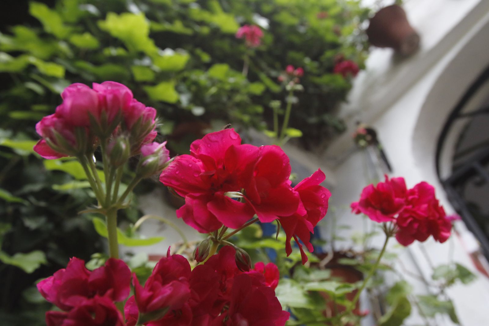 Los Patios  de Córdoba en tiempos de crisis: Siete Revueltas, 1