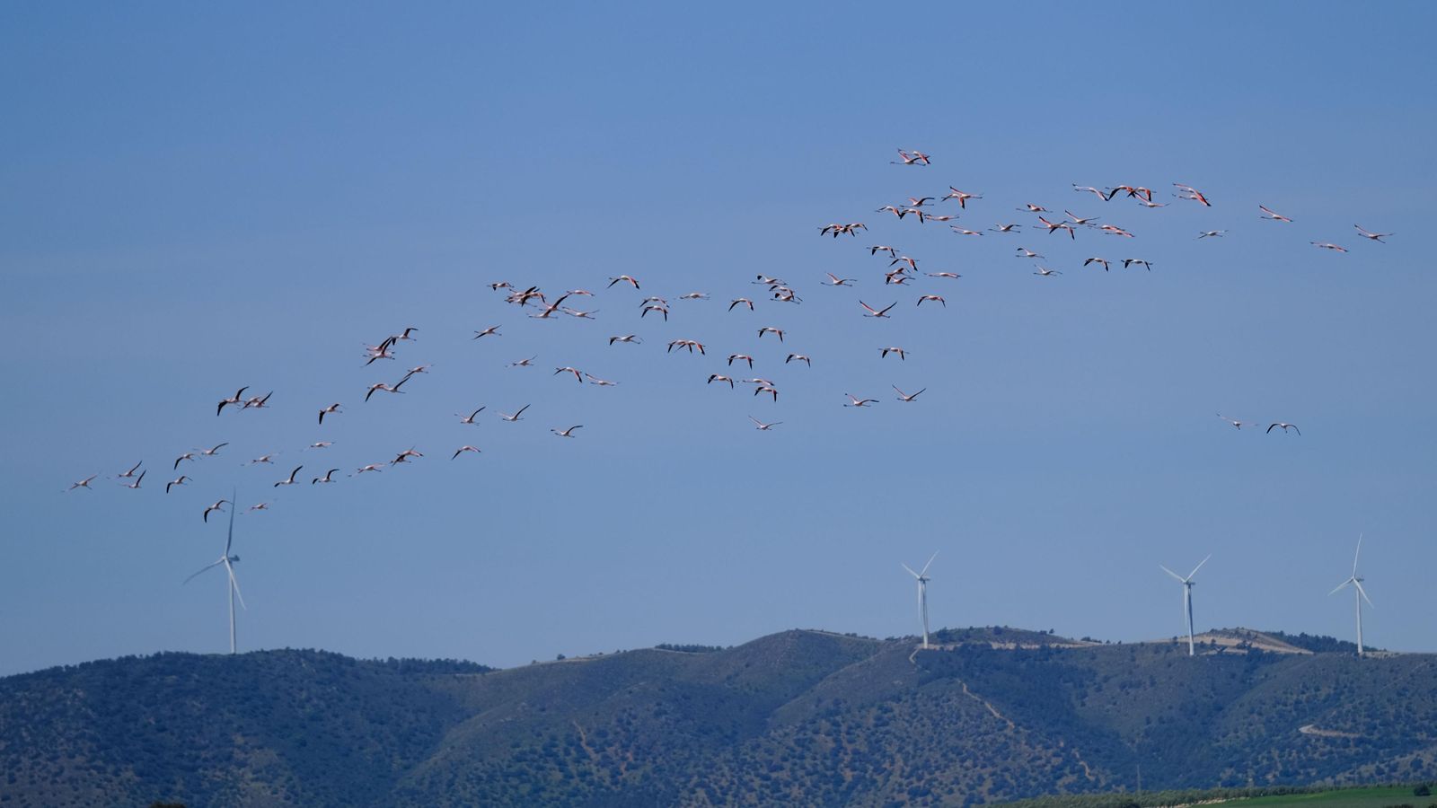 Flamencos volando en los alrededores de la laguna