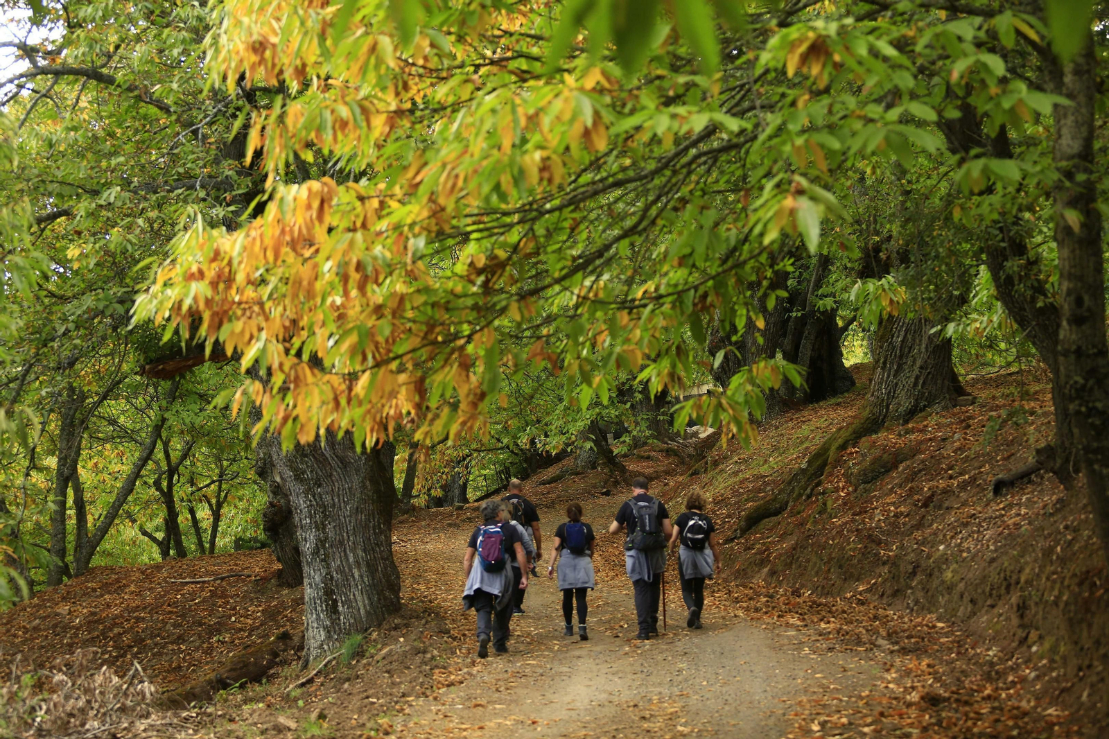Fotos del Bosque de Cobre en el Valle del Genal.