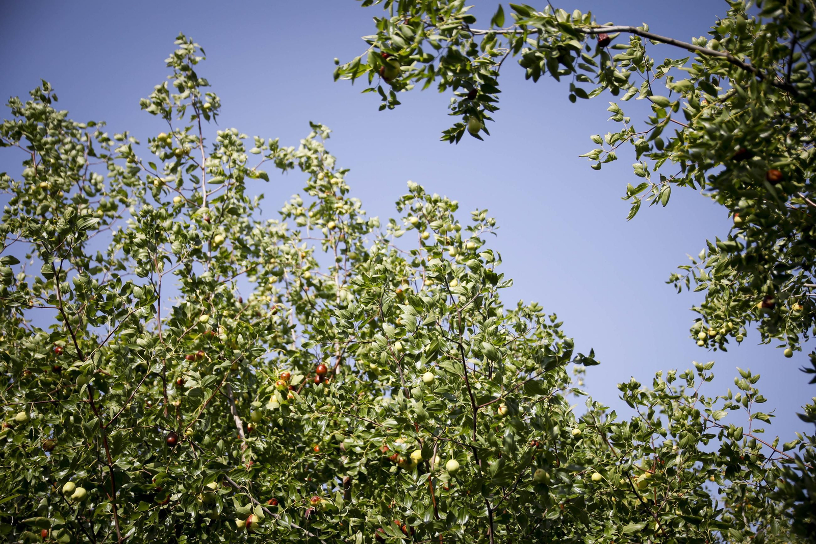 Imágenes del cultivo de azufaifas en Abrucena