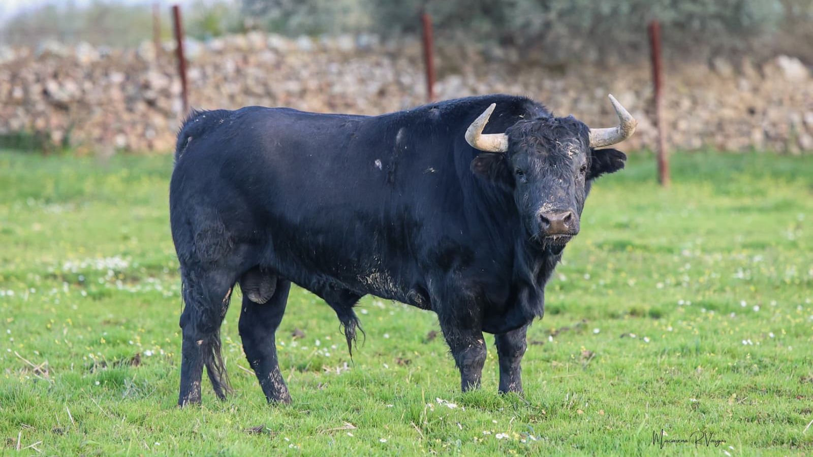 Ejemplar de José Luis Osborne reseñado para la corrida del 21 de febrero.