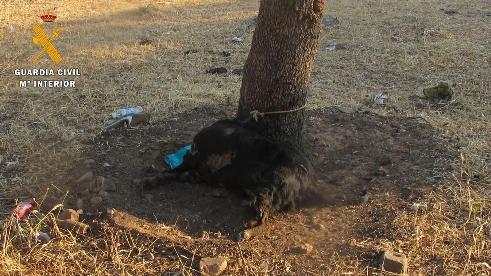 Investigan a un hombre por dejar morir presuntamente a un perro atado a un árbol