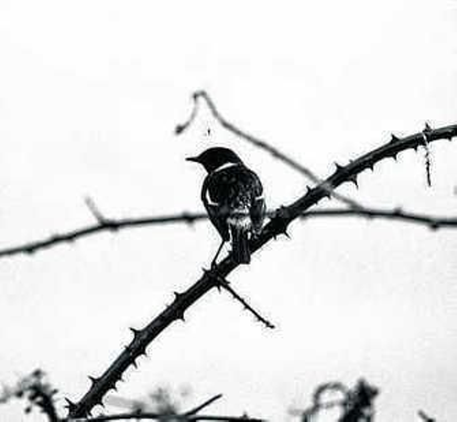 Una de las fotografías de Del Junco. Una de las fotografías de Del Junco.