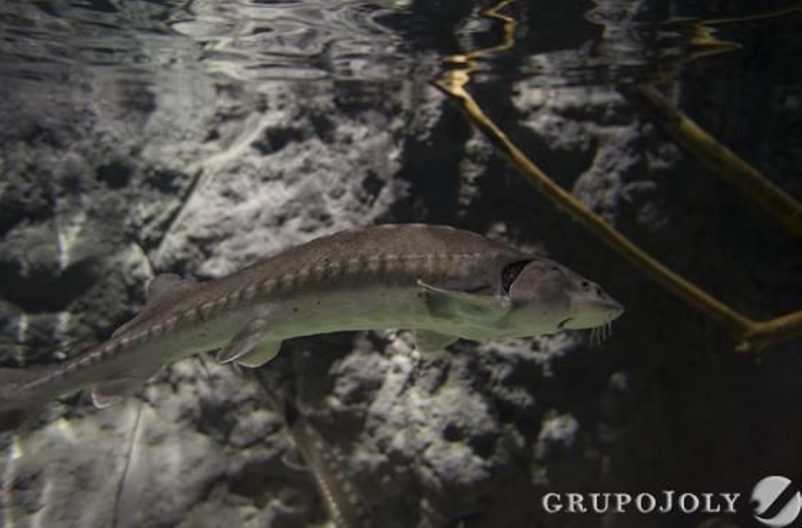 Foto: Antonio Pizarro