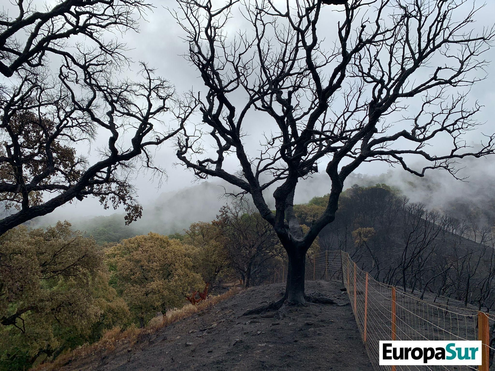 Fotografías de 'El último bosque', por David Coronado