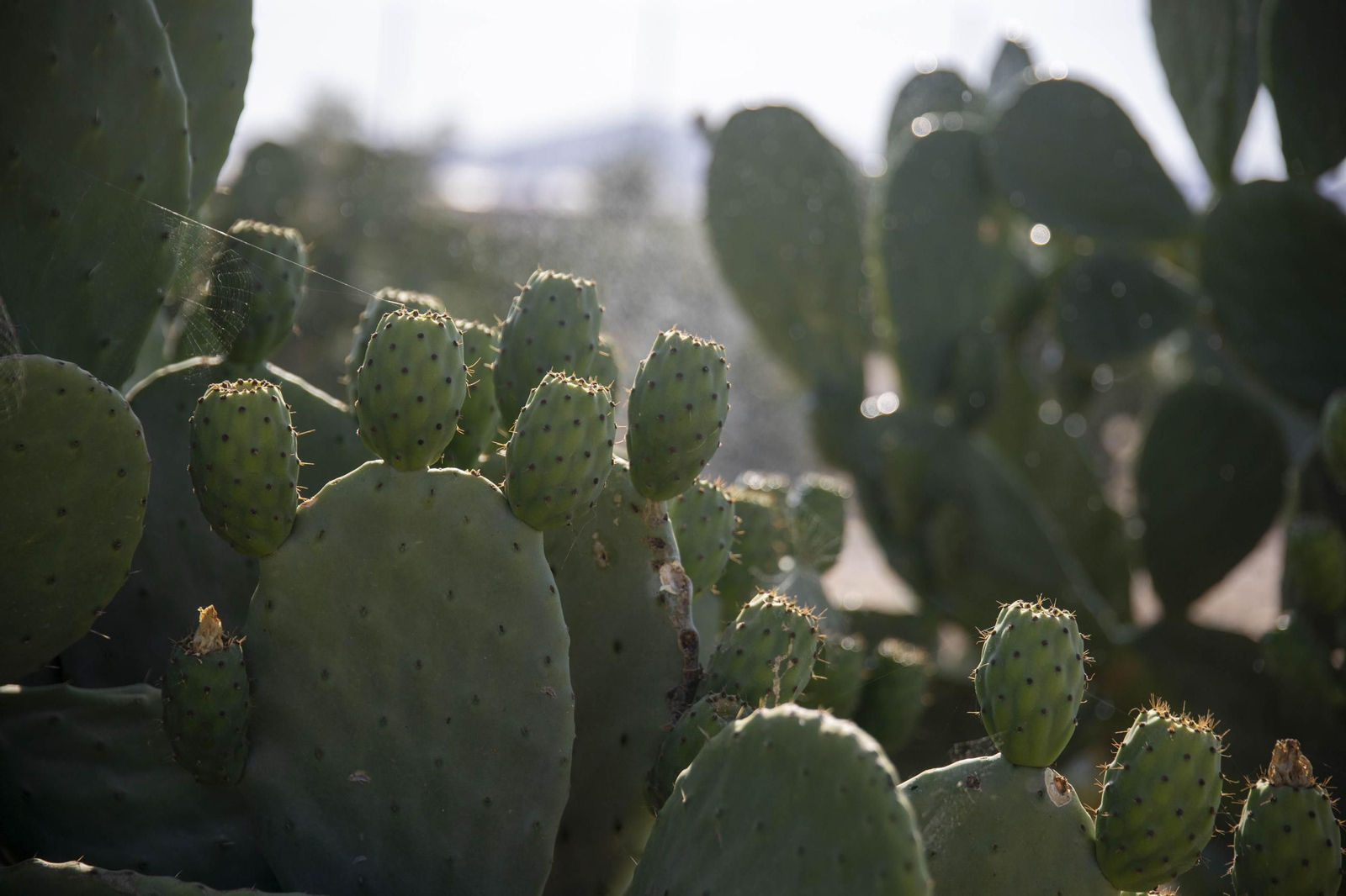 Plantación de chumbos de Níjar