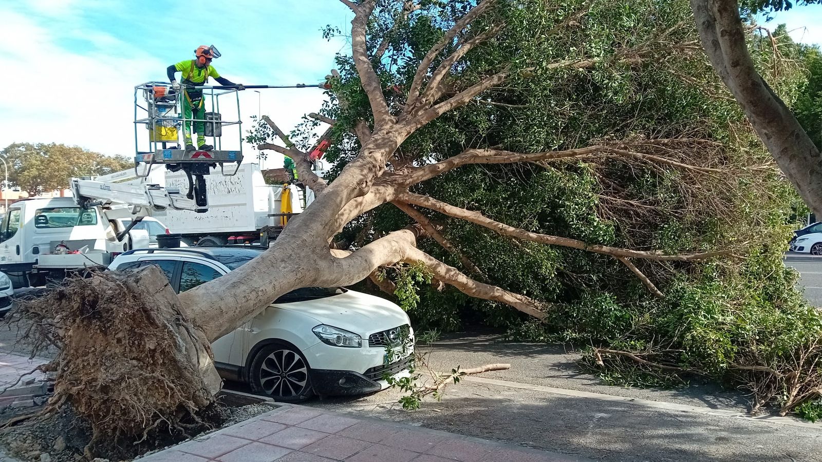 Un árbol ha cáido sobre un vehículo en Almería capital por culpa del viento.