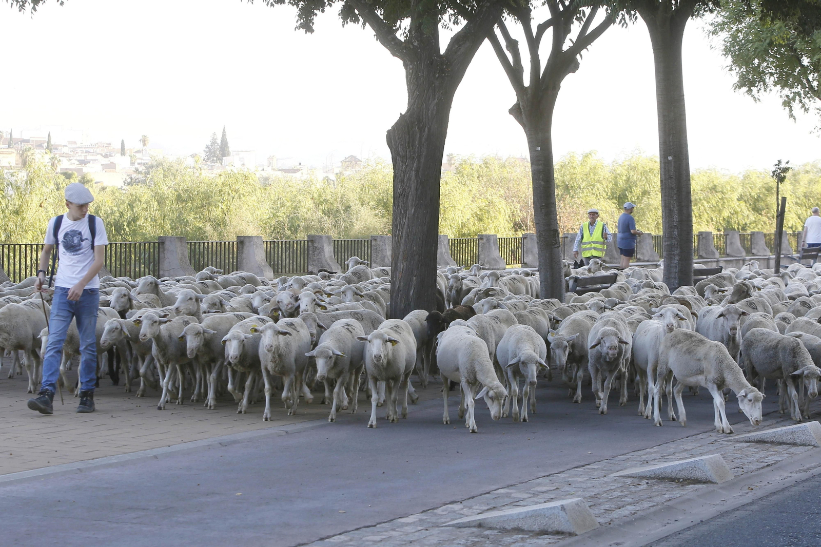Un paseo trashumante por Córdoba, en imágenes Un paseo trashumante por Córdoba, en imágenes