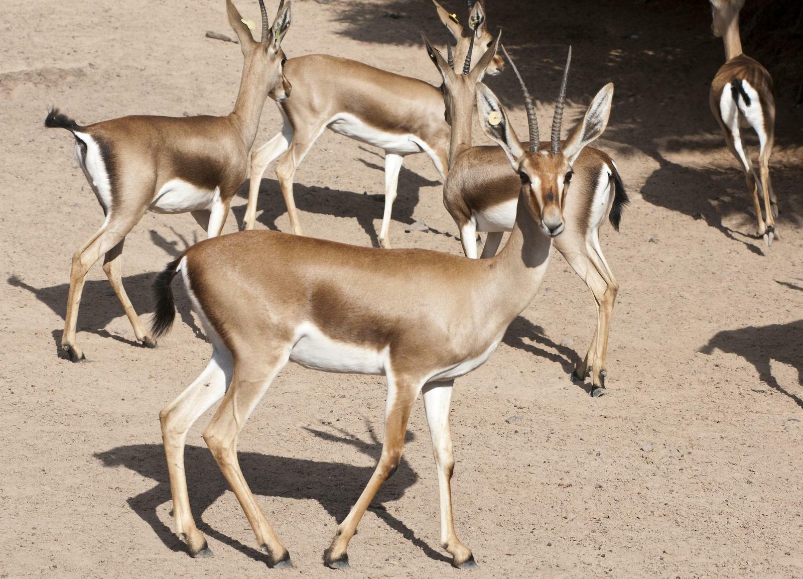 CSIC consolida su proyecto de introducción de gacelas en Túnez