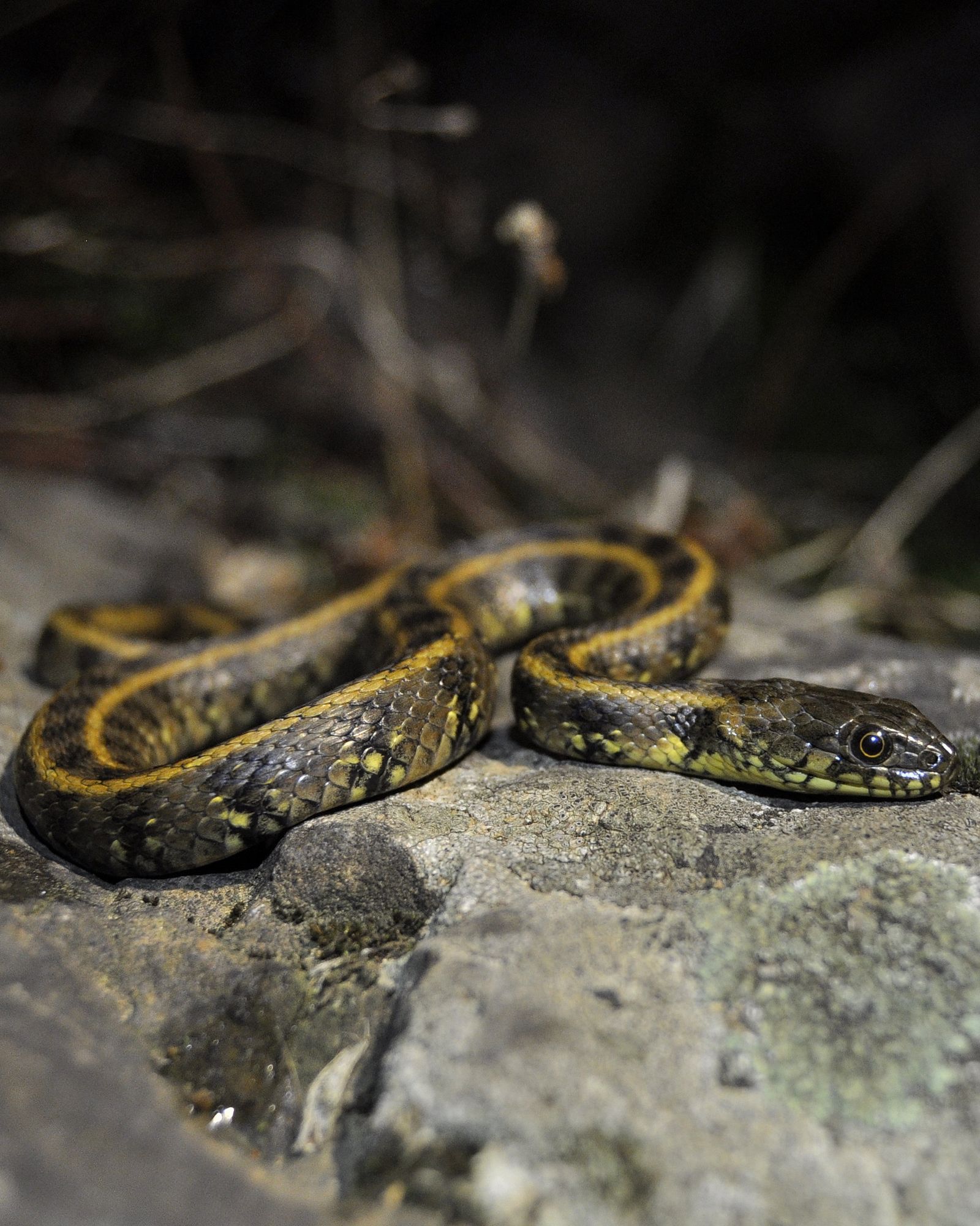 Culebra viperina fotografiada en Córdoba.