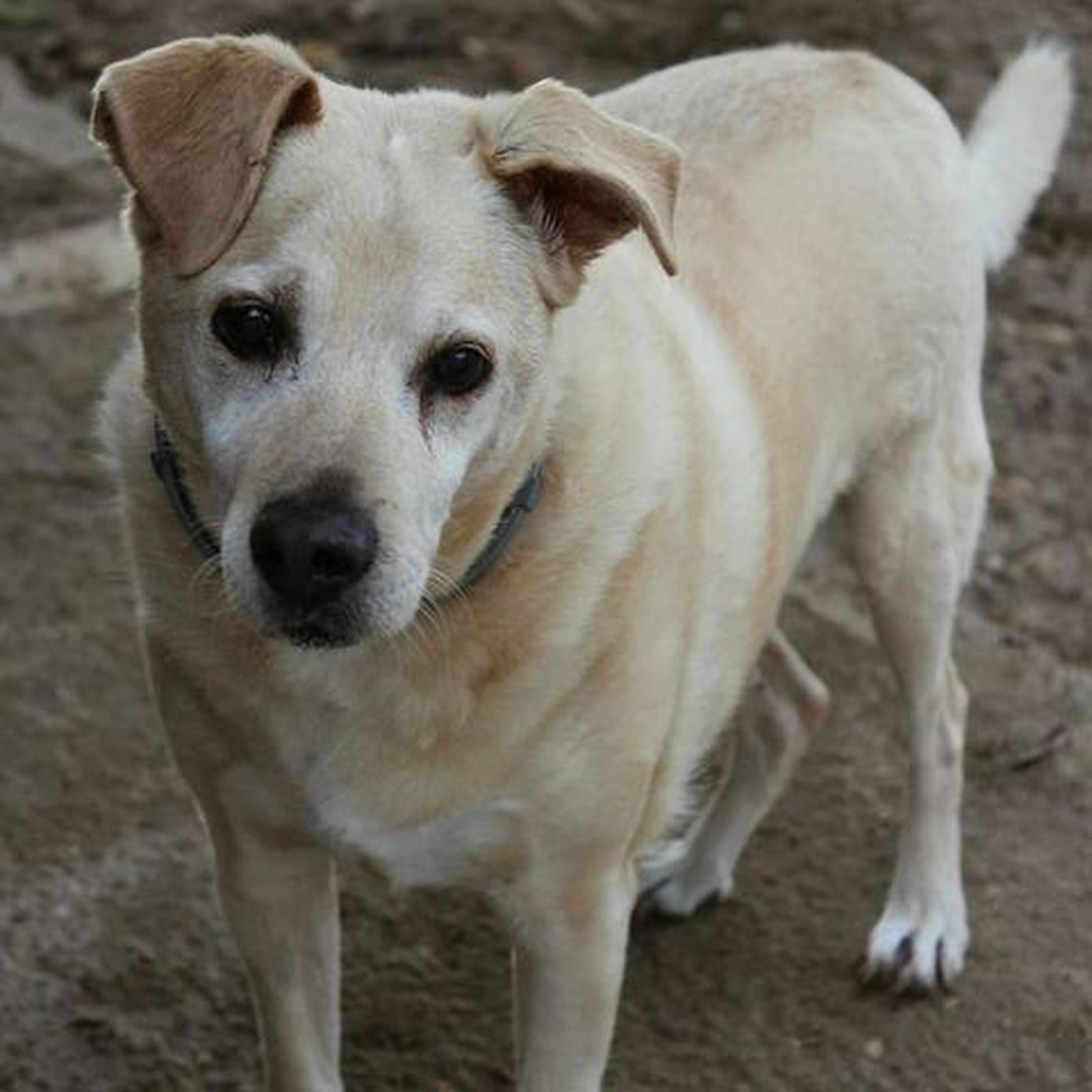 Aquí tienen a Rufo. Alguien lo atropelló con el coche y lo dejó herido, y a consecuencia del golpe se quedó ciego. "Si me vieras no creerías que estoy ciego, ya que me muevo con soltura y encuentro rápido al voluntario de ese día para ir a pedirle mimos. Me guío a través de mi olfato y sé cuándo me abren la puerta por las corrientes de aire", relatan desde la protectora.
