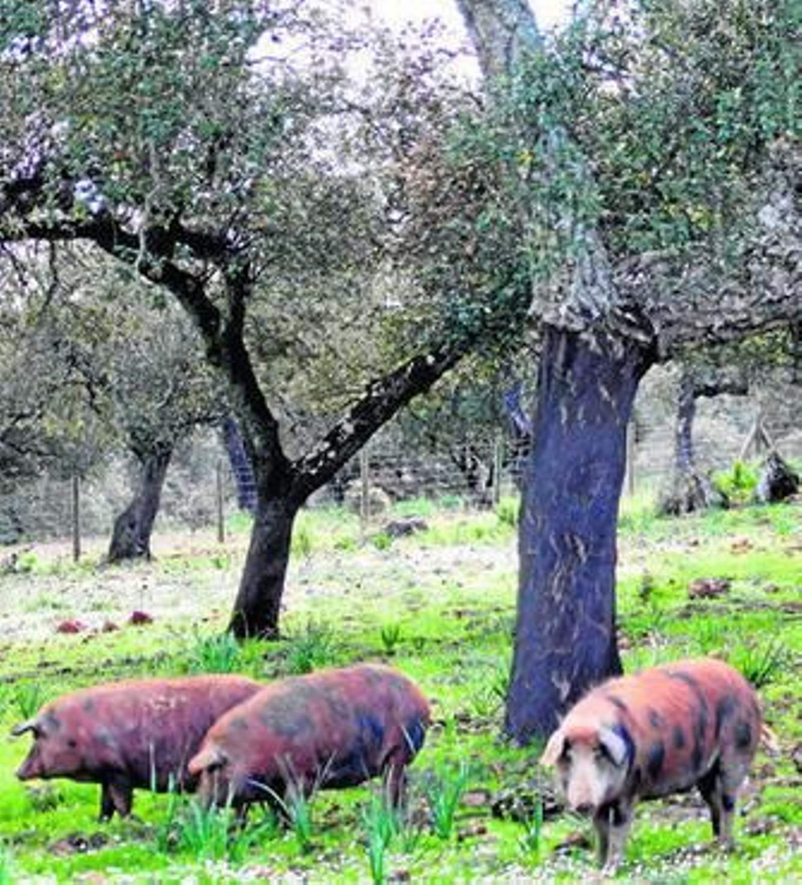 Ejemplares de cerdo manchado de Jabugo en la dehesa.