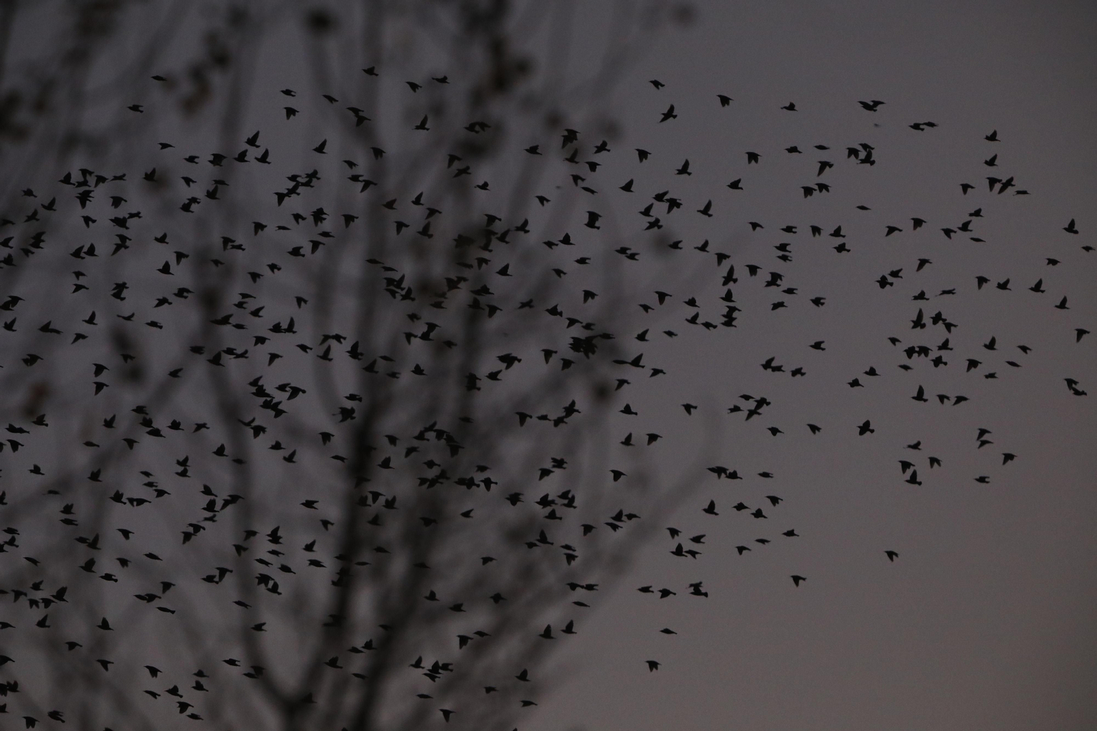 Las aves que habitan en Los Sotos de la Albolafia de Córdoba, en fotografías