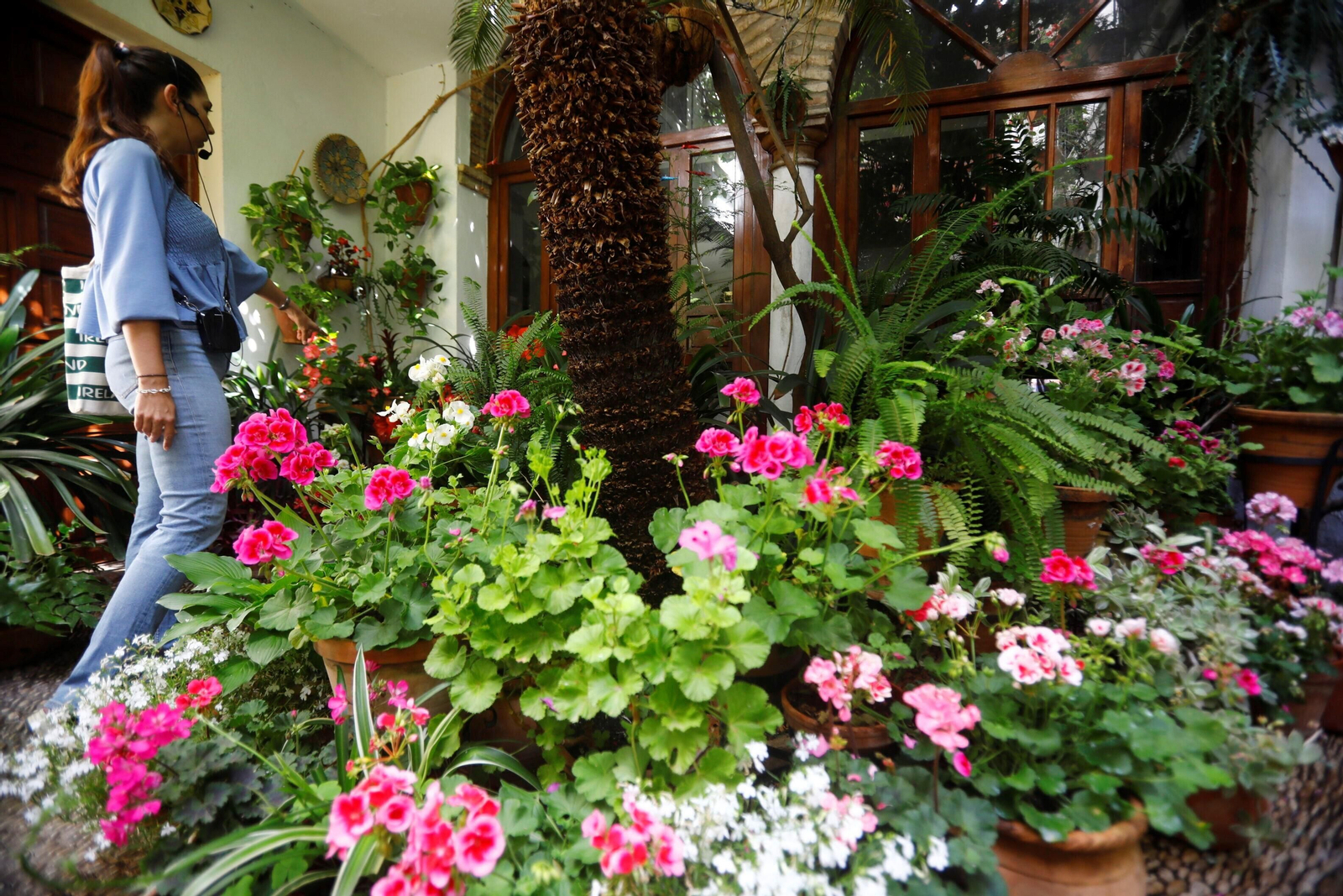 Los patios de Córdoba de la ruta Judería-San Francisco, en imágenes