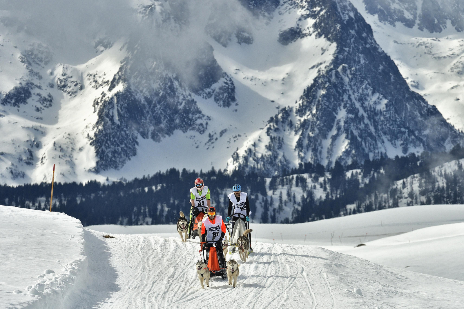 David, en primer término, compitiendo con sus perros.