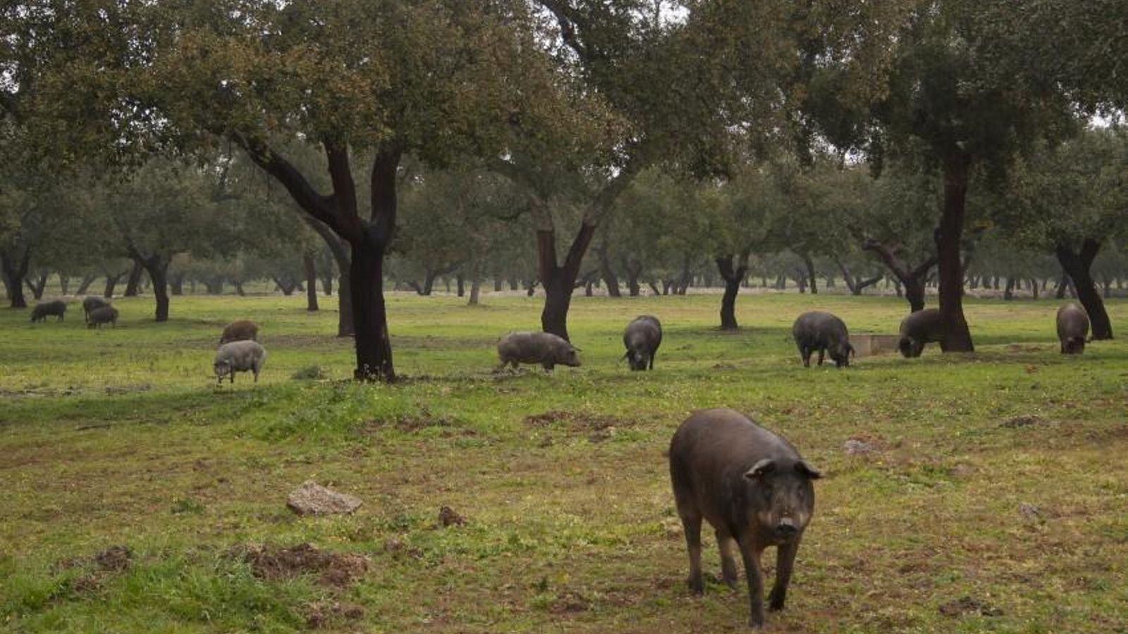 La montanera, ejemplo de la actividad humana en la dehesa.