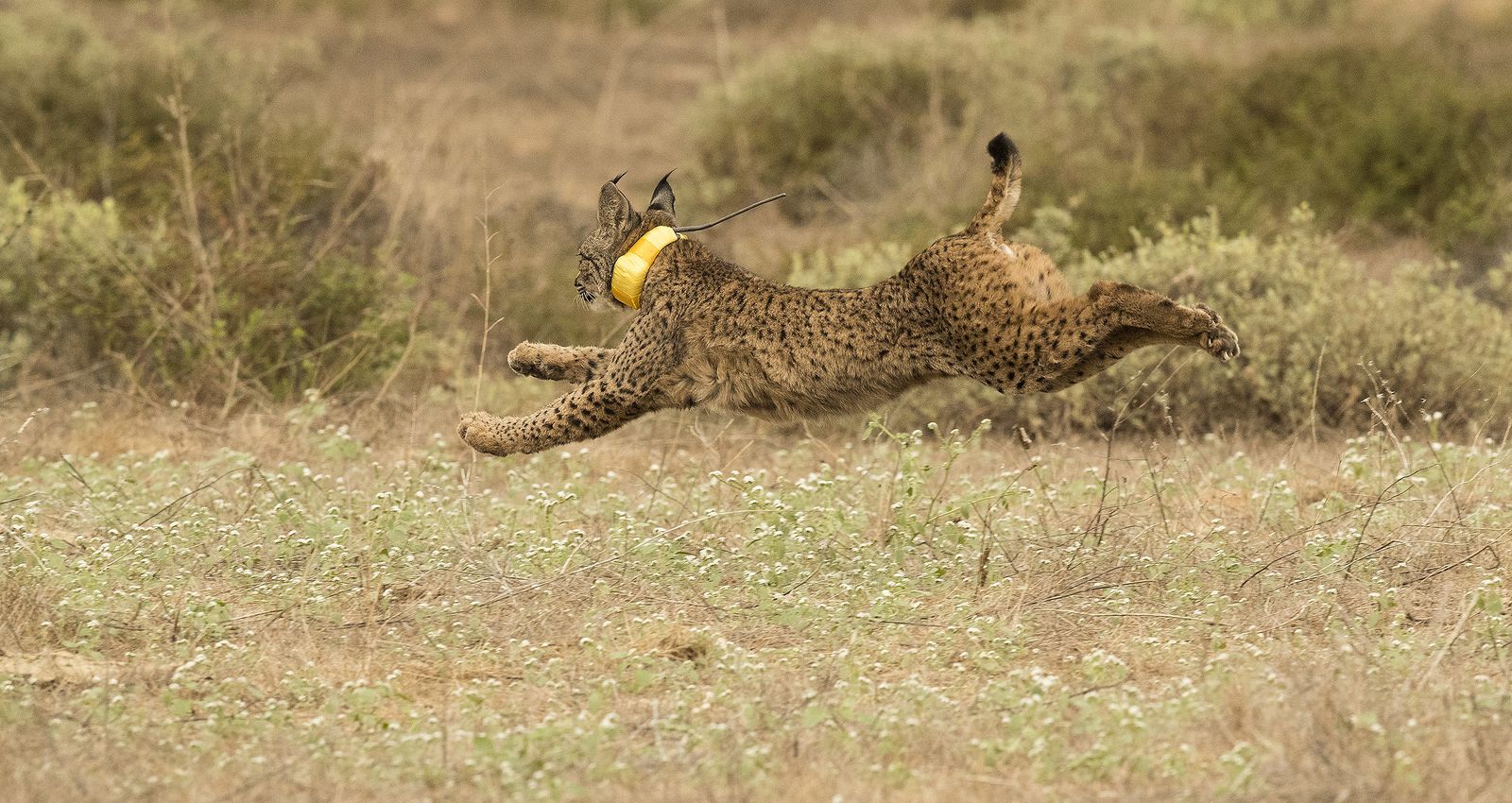 El lince 'Opilano', soltado esta semana en La Puebla del Río.