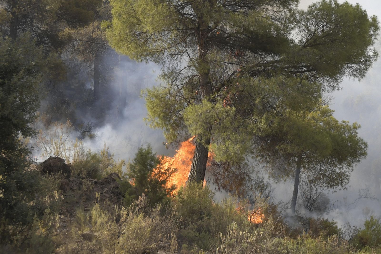 Piden ayuda para salvar a los animales del incendio de Los Guájares
