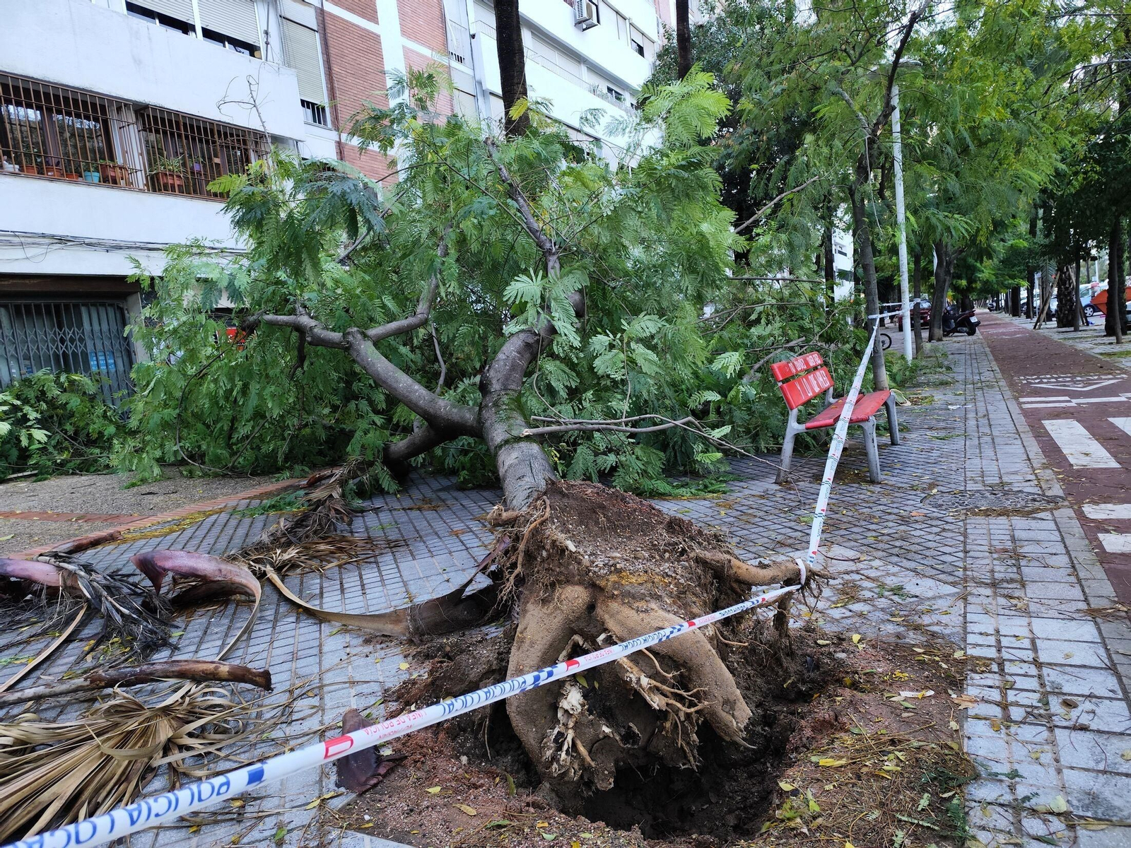 El rastro que deja la borrasca Claudia en Córdoba: anegaciones, árboles caídos y destrozos