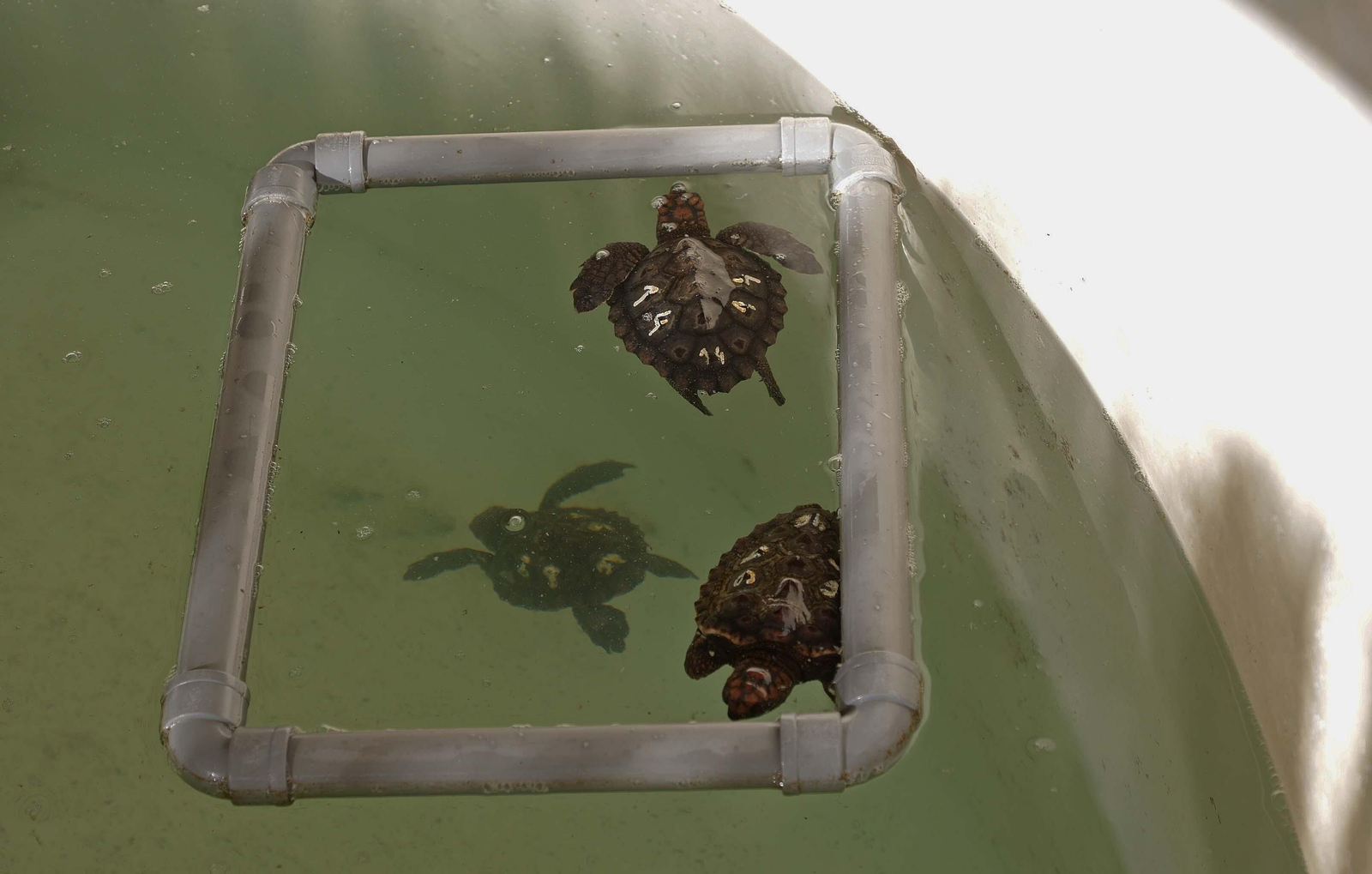 El Centro de Gestión del Medio Marino Andaluz (CEGMA) de Algeciras, en imágenes