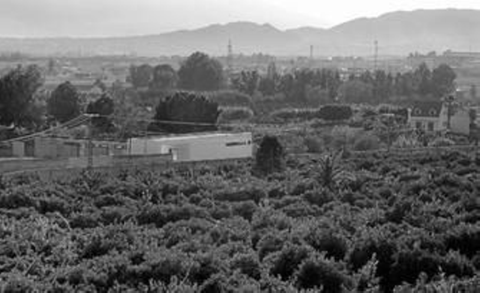 Vista de la piscina de Colmenarejo, rodeada de un amplio espacio de cultivos.