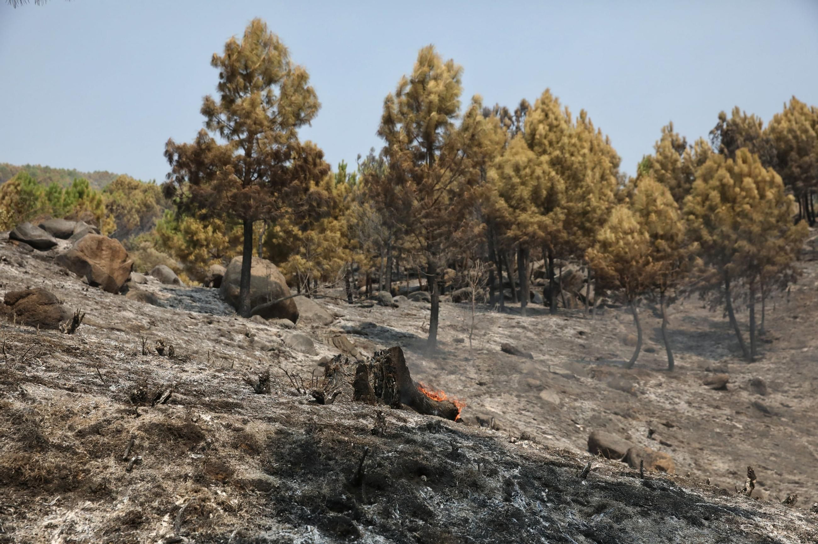 Campo quemado por el fuego, en Cuevas del Valle, Ávila, Castilla y León.