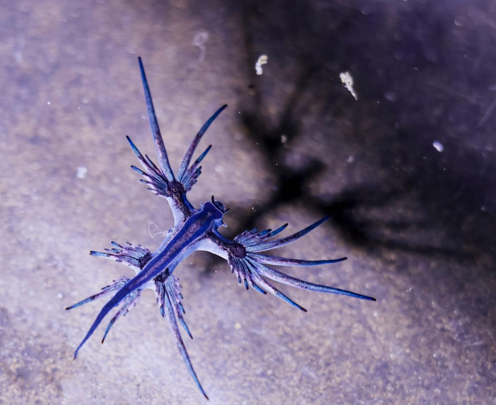 La babosa marina conocida popularmente como “dragón azul” en las costas del Campo de Gibraltar.
