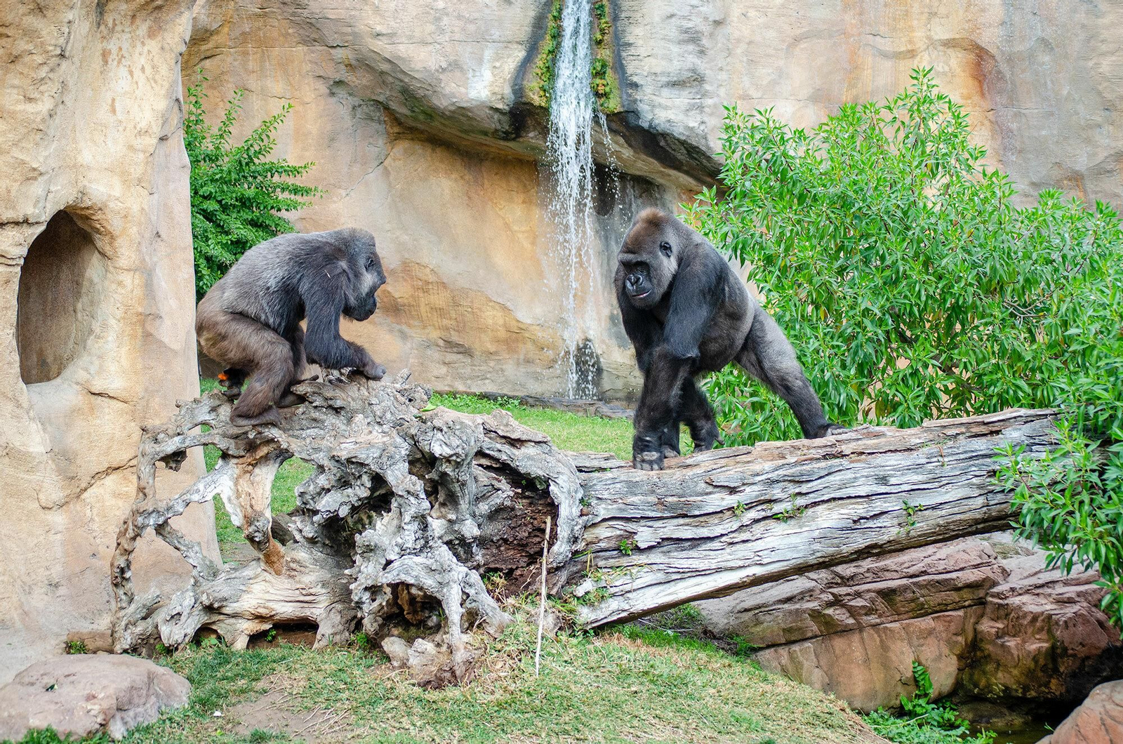 Los gorilas 'Echo' y 'Kim' en el Bioparc Fuengirola.