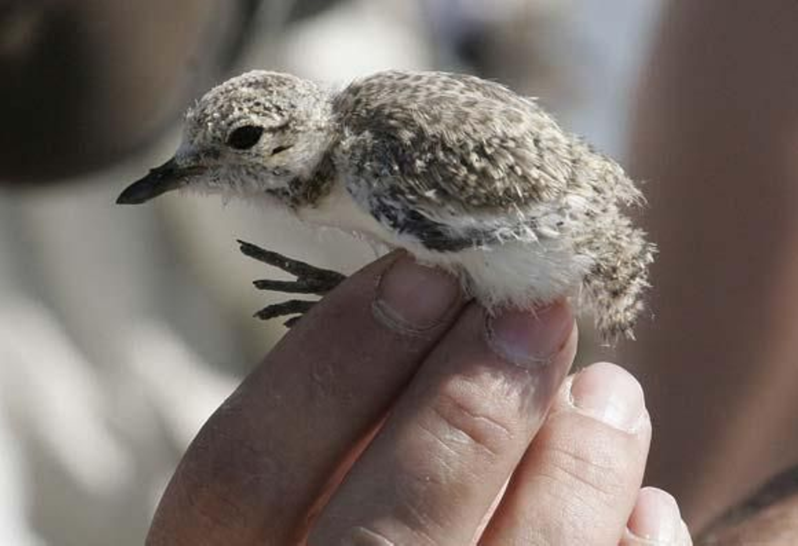 La Junta ejecuta un proyecto para ampliar la explotación de las salinas en El Puerto y la zona de nidificaciones


Foto: Andres Mora