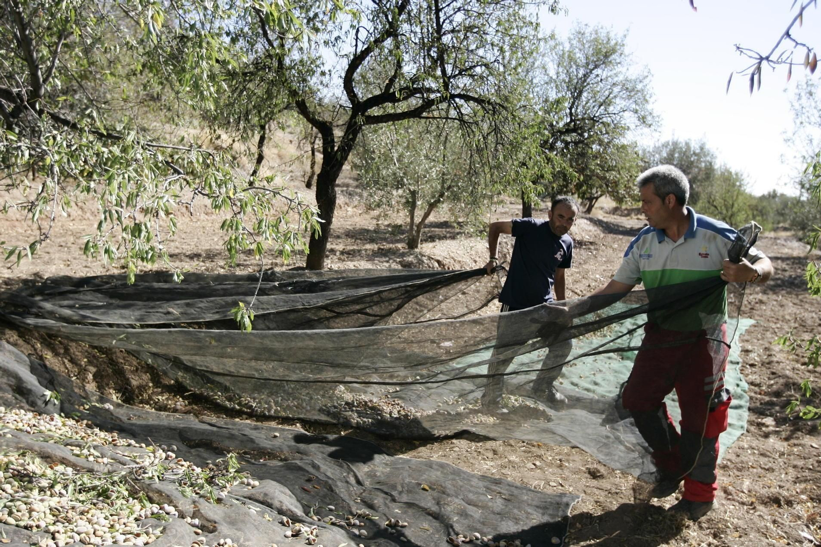 Dos trabajadores durante la recolección en una finca.