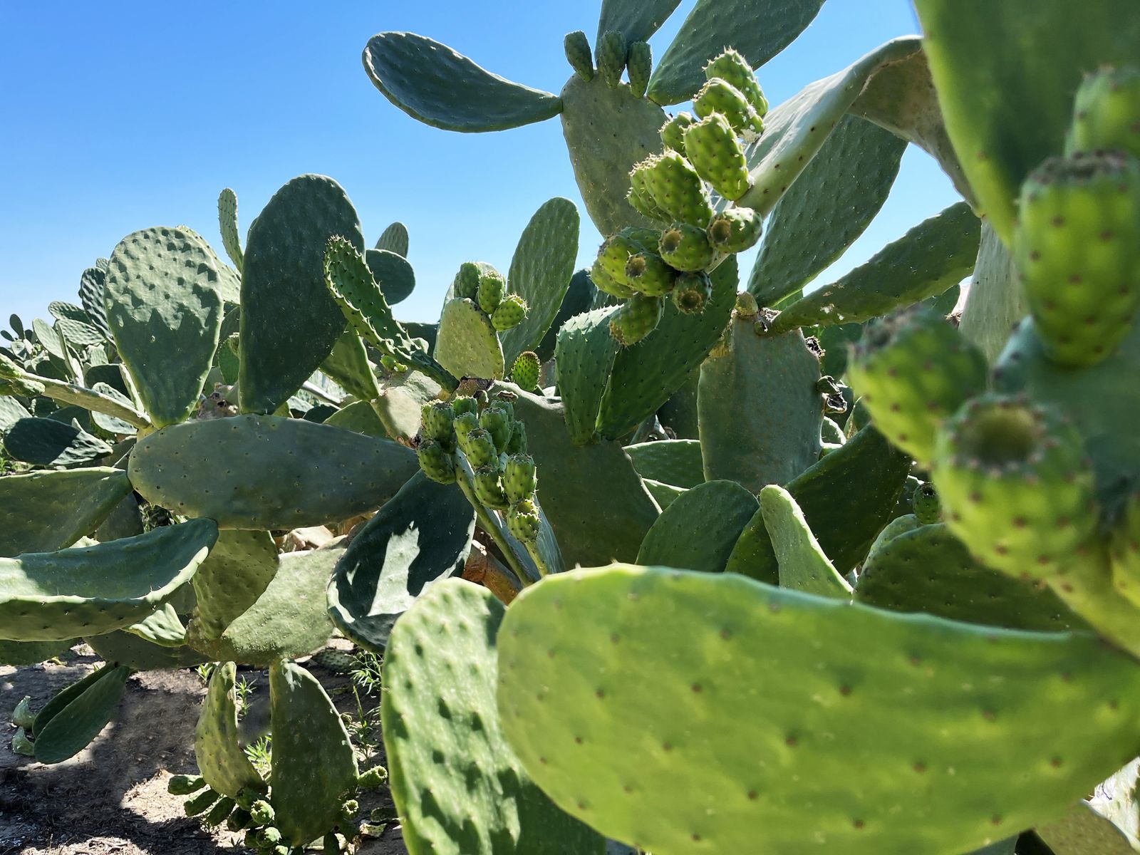 Las pencas de Almería vuelven a producir los chumbos más sabrosos