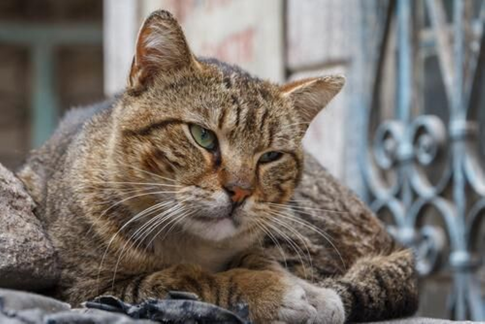 Síntomas para identificar si un gato tiene demencia senil y cómo ayudarle