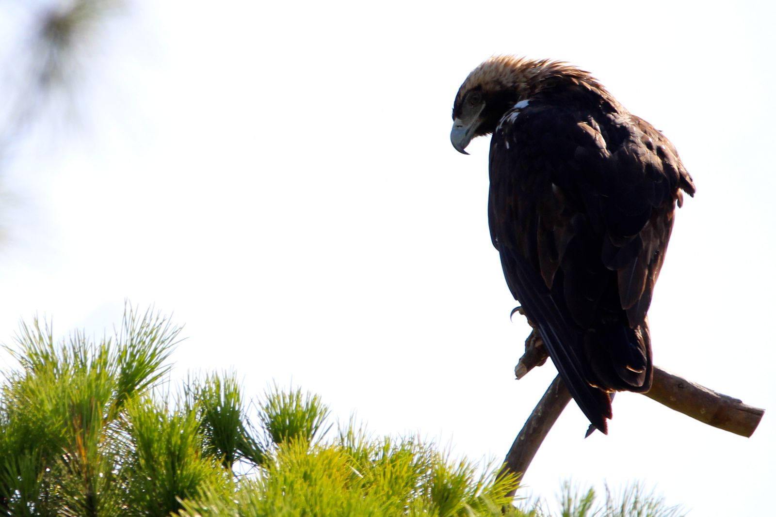 Águila imperial en Doñana.