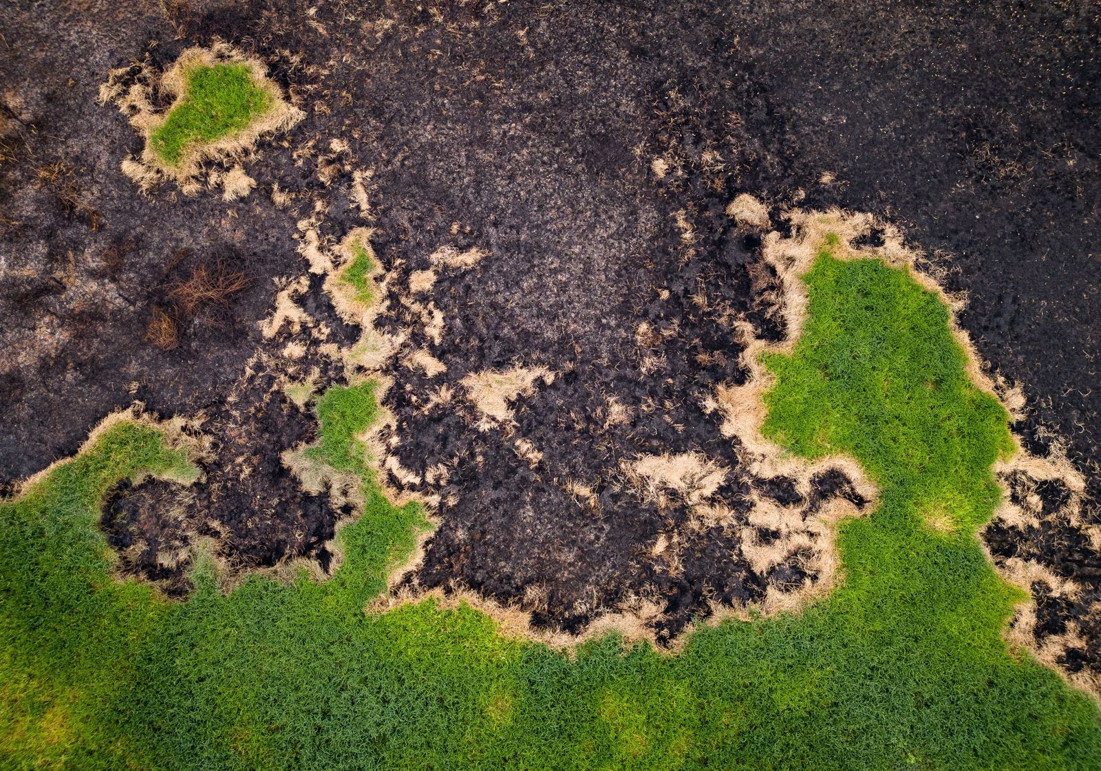 Las llamas convierten en una tumba al aire libre El Pantanal en Brasil