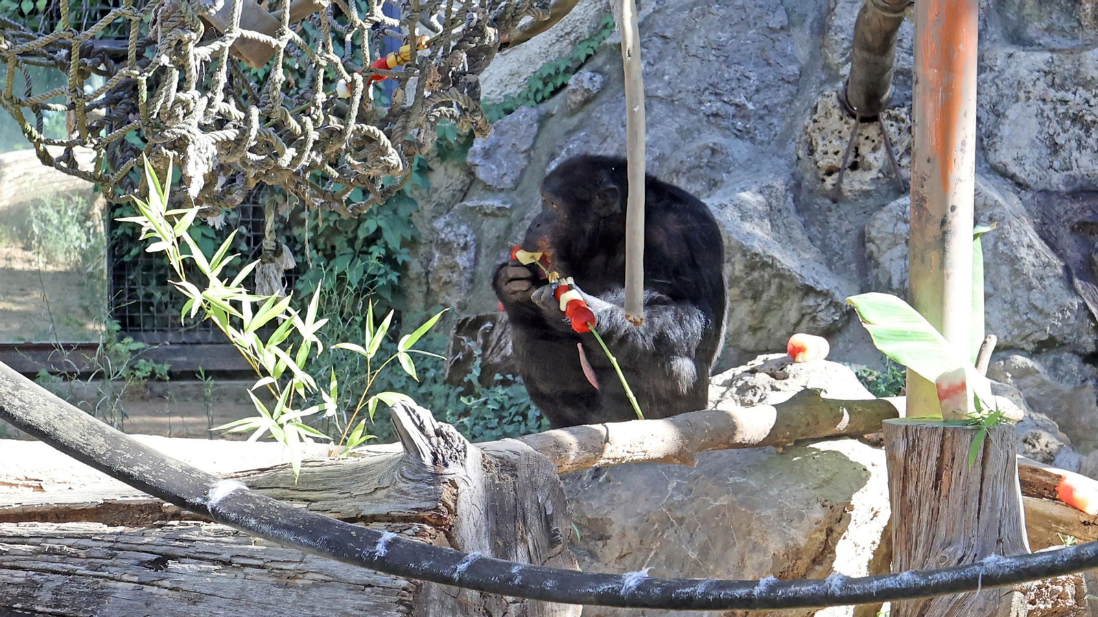 Visita a la escuela de verano en el Zoo de Jerez