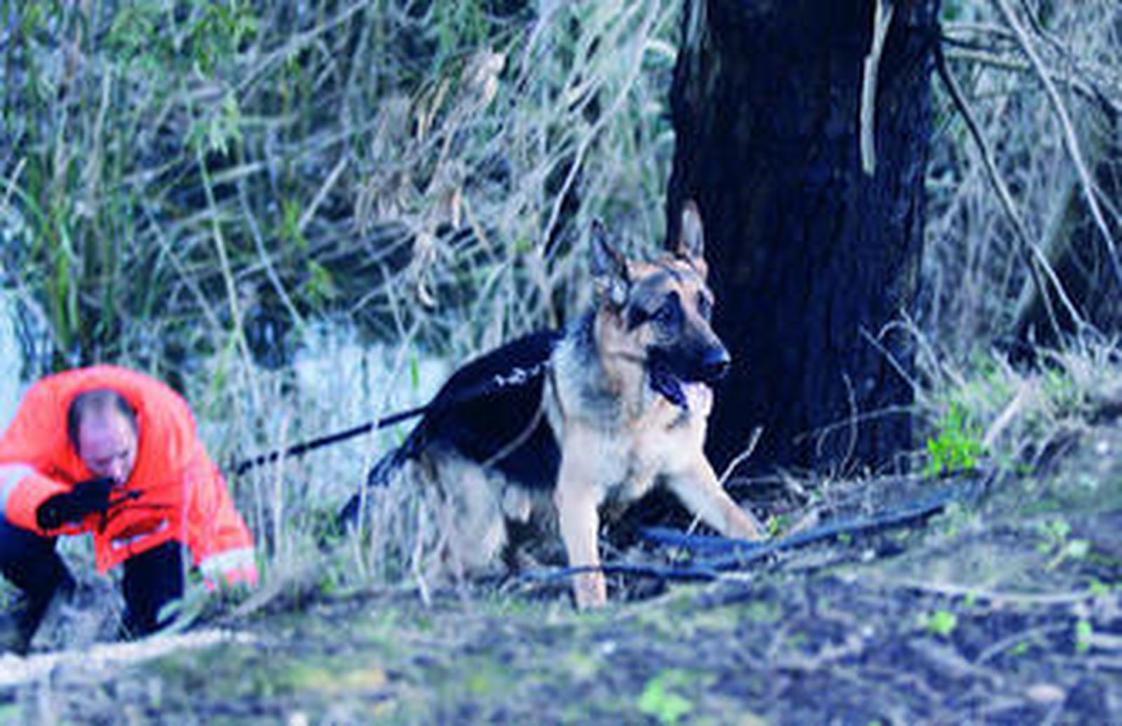 El especialista Ernesto Cabrera con su perro Sultán en uno de los rastreos en busca de la menor.