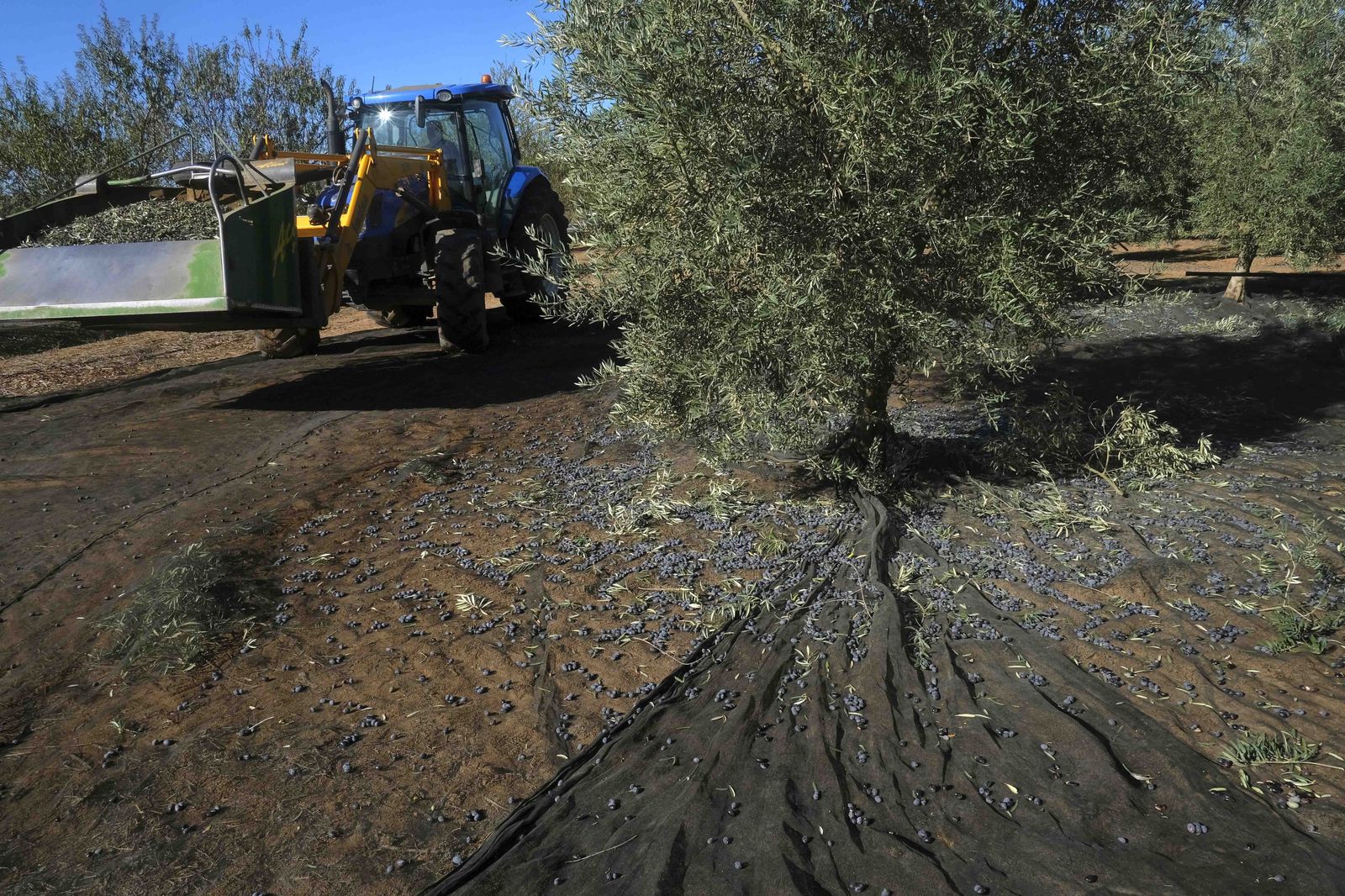 La producción por olivo es muy inferior a otros años.