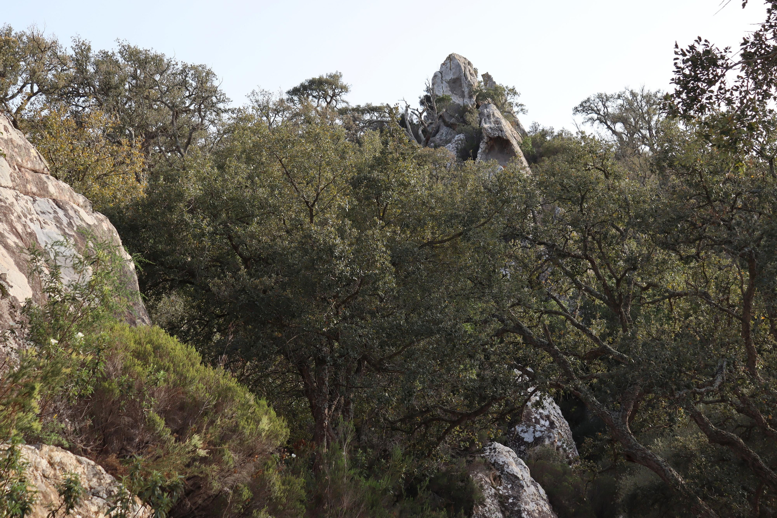 Fotos de la flora y fauna del Parque Natural de Los Alcornocales
