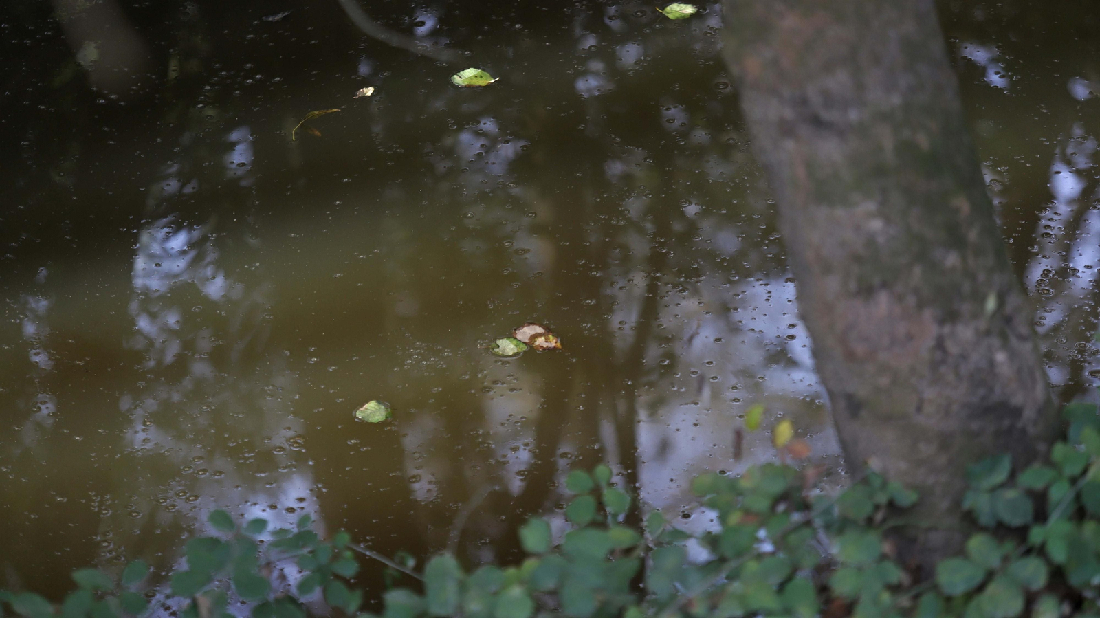 Fotos del sendero de la mariposa monarca en Castellar