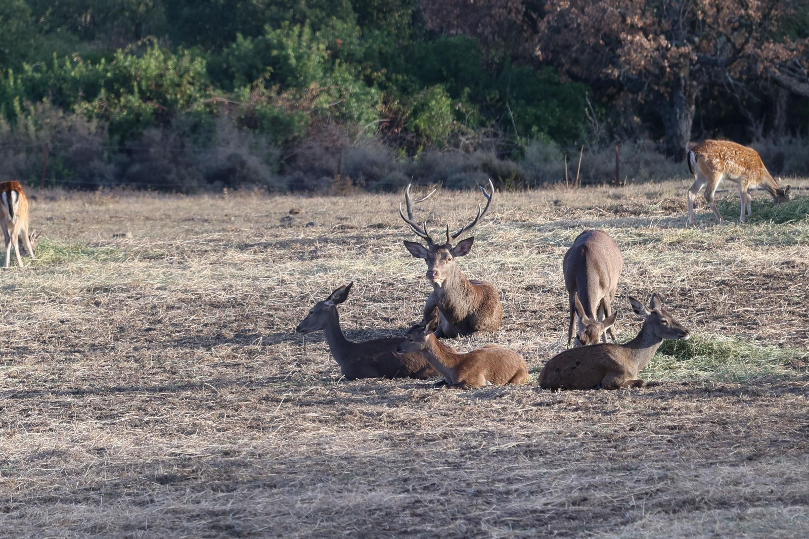 Fotos de la berrea en el Parque natural de Los Alcornocales