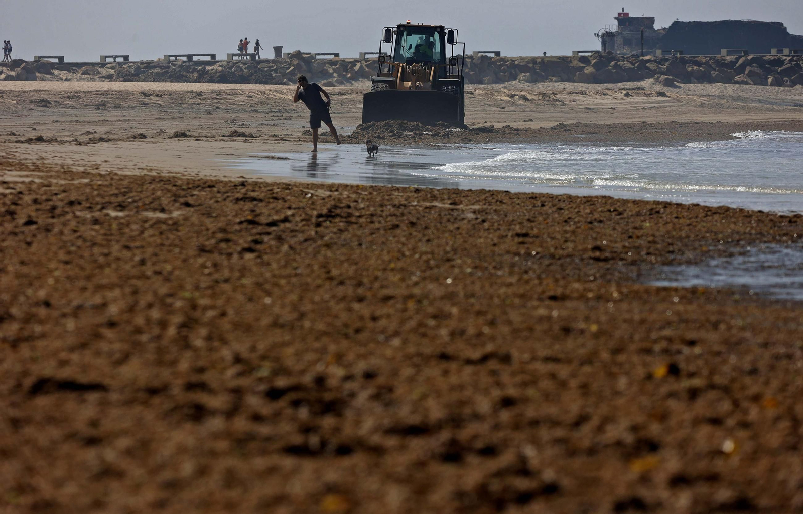 El alga invasora cubre de nuevo la playa de Los Lances en Tarifa