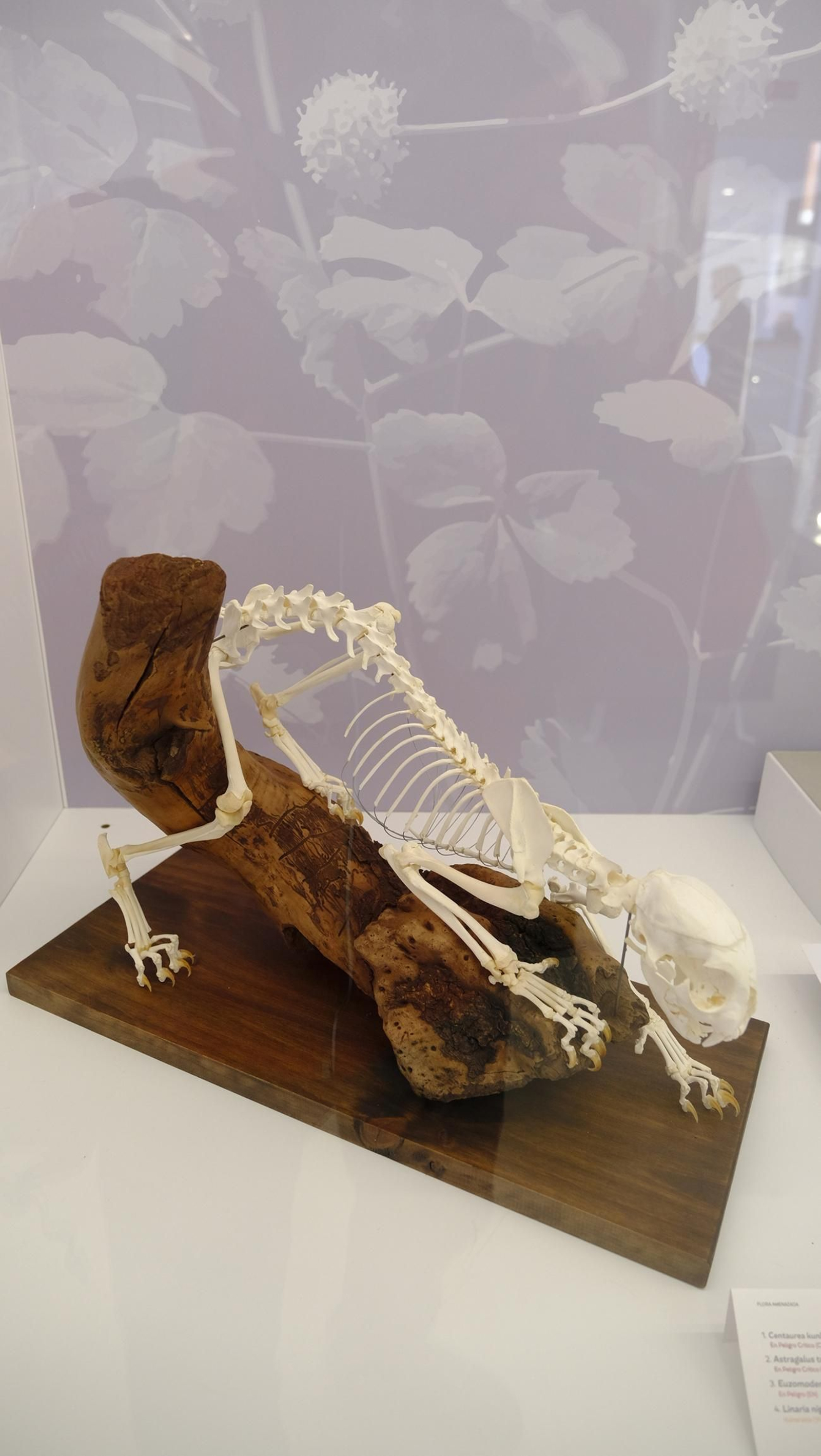 Descubre en estas fotos las maravillas que esconde el Pabellón de Historia Natural de la UAL