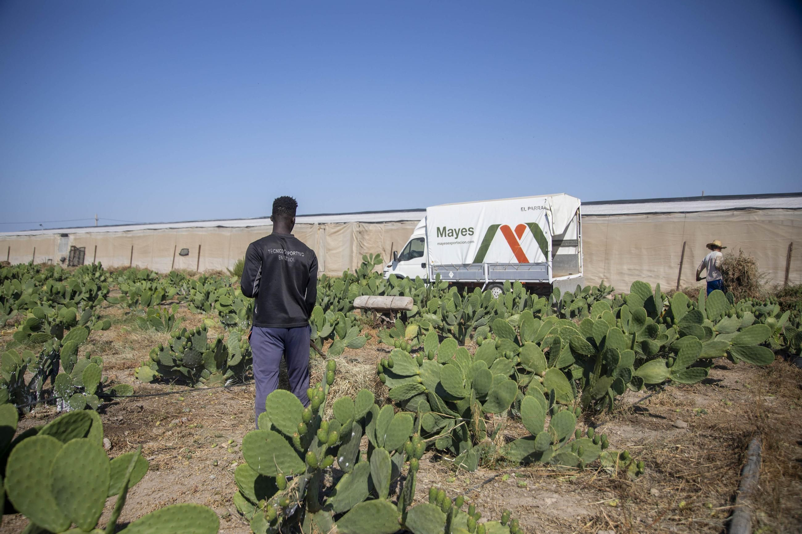 Plantación de chumbos de Níjar