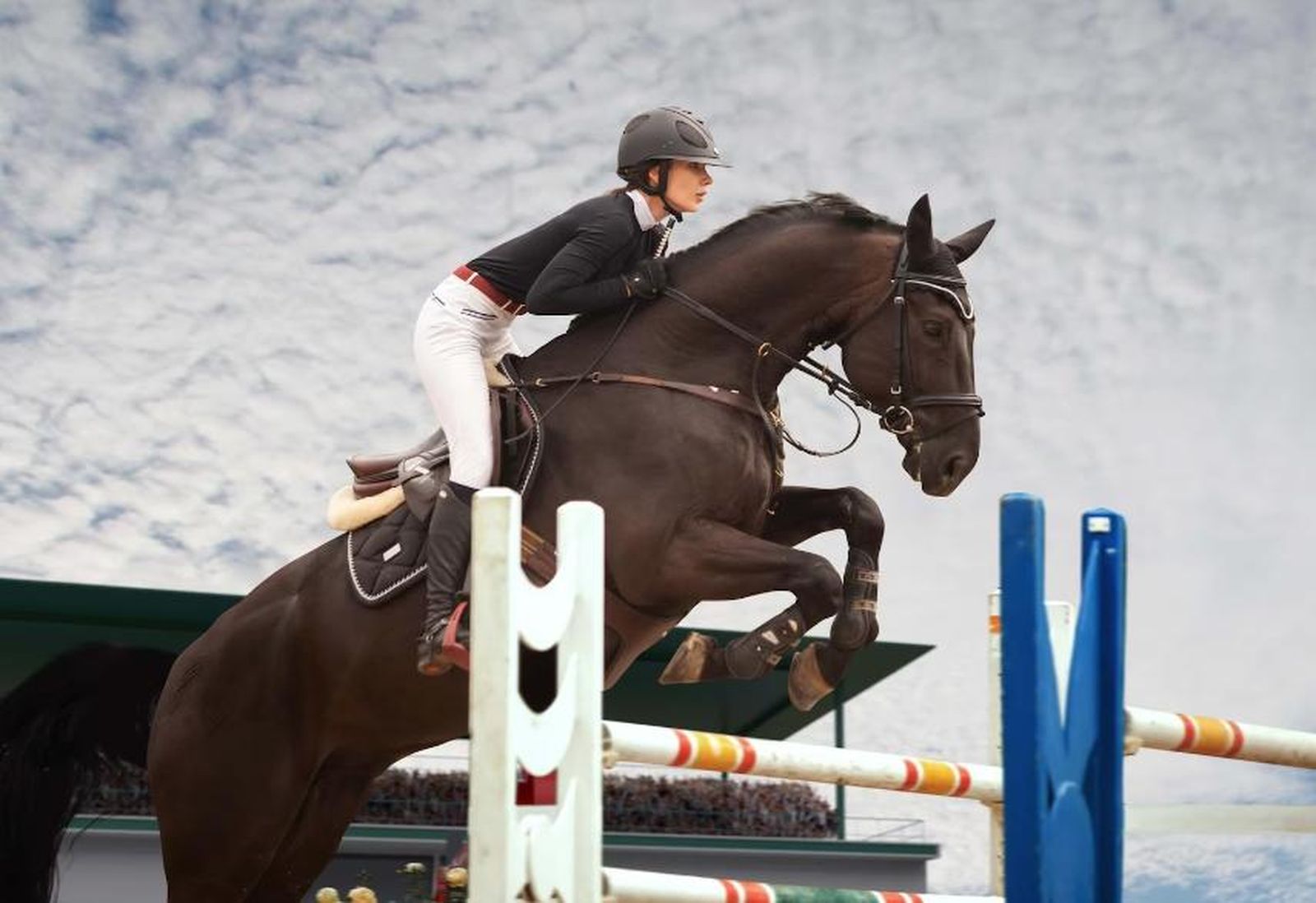 Los Nietos, la mejor tienda ecuestre que se encuentra en la provincia de Cádiz